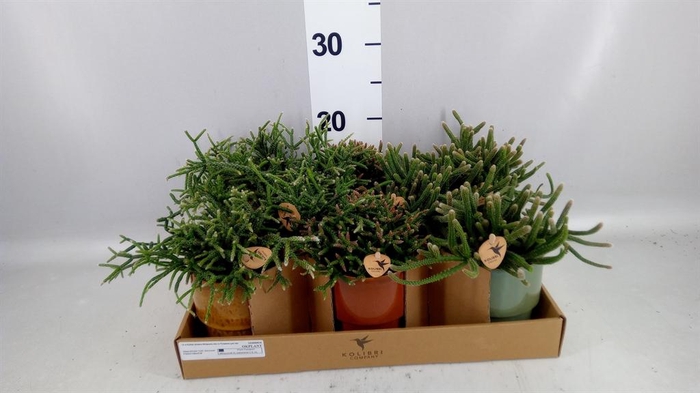 <h4>Rhipsalis   ...mix</h4>
