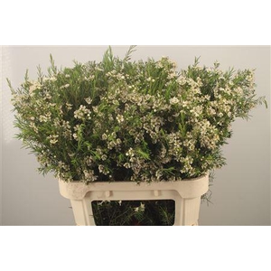 Chamelaucium Ofir White X50