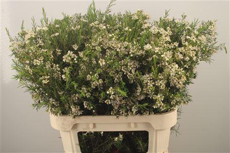 <h4>Chamelaucium Ofir White X50</h4>