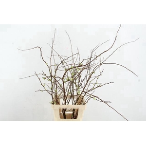 CHAENOMELES SUPERBA WHITE EXTRA 065CM
