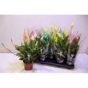 arr8 Spath Bellini Rainbow