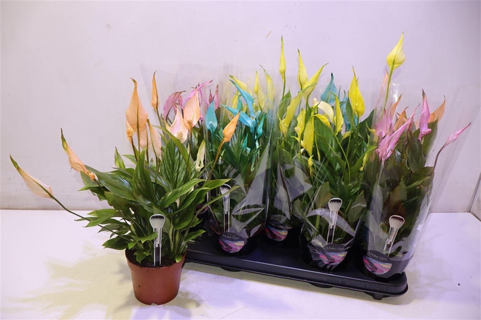 <h4>arr8 Spath Bellini Rainbow</h4>