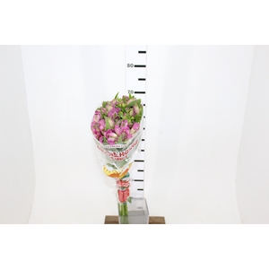ALSTROEMERIA ENERGY 080 CM