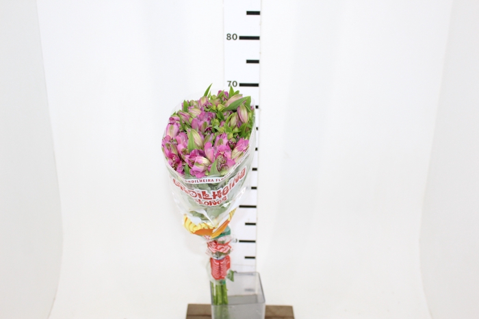 ALSTROEMERIA ENERGY 080 CM