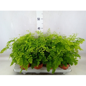 Adiantum raddi. 'Fragrans'