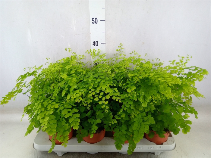 <h4>Adiantum raddi. 'Fragrans'</h4>