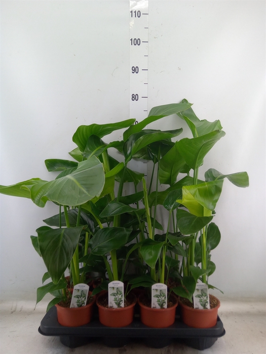 <h4>Strelitzia nicolai</h4>