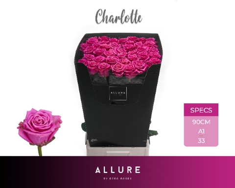 <h4>R GR CHARLOTTE ALLURE</h4>