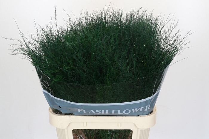 <h4>ASP VIRGATUS</h4>