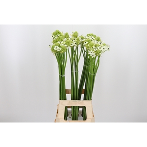 Ornithogalum Saundersiae