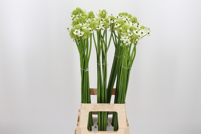 Ornithogalum Saundersiae