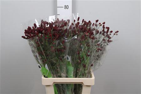 <h4>Sang Of Red Dream</h4>