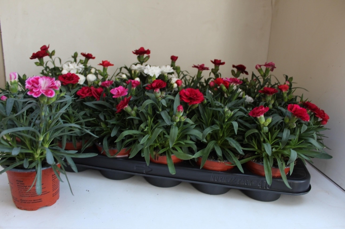 <h4>Dian Osc Gem</h4>