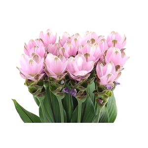 Curcuma Siam Shadow Pink