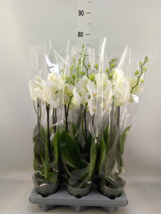 <h4>Phalaenopsis   ...white</h4>