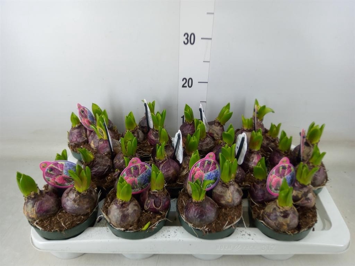<h4>Hyacinthus orie.   ...</h4>