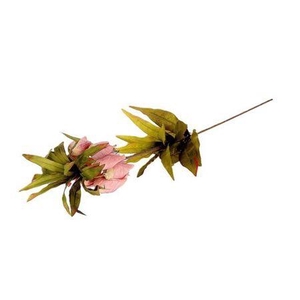 Stem Fritillaria L77