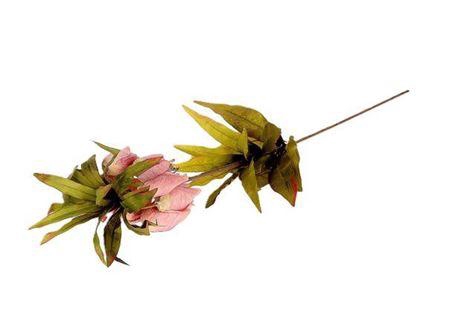 <h4>Stem Fritillaria L77</h4>