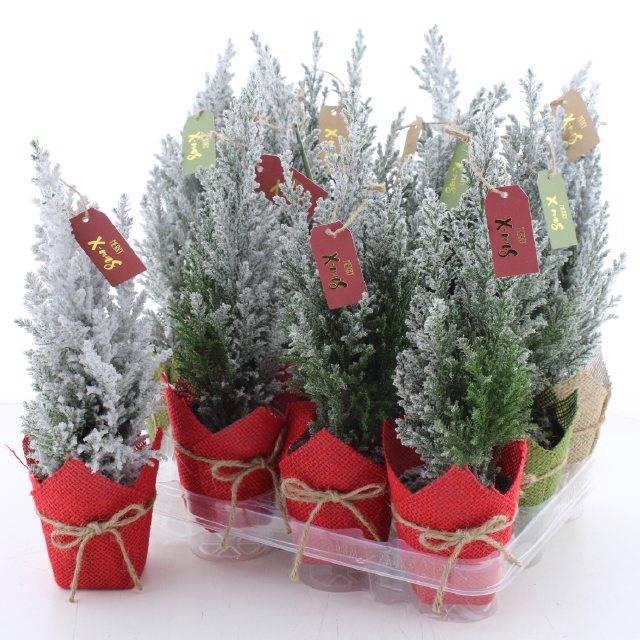 <h4>CHAM L ELLWOODII</h4>