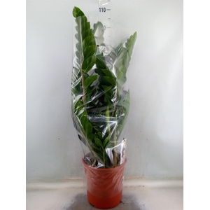 Zamioculcas zamiifolia