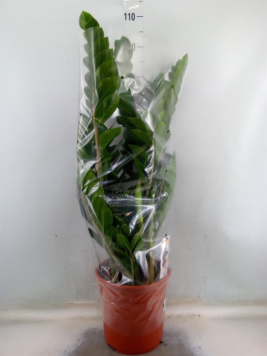 <h4>Zamioculcas zamiifolia</h4>