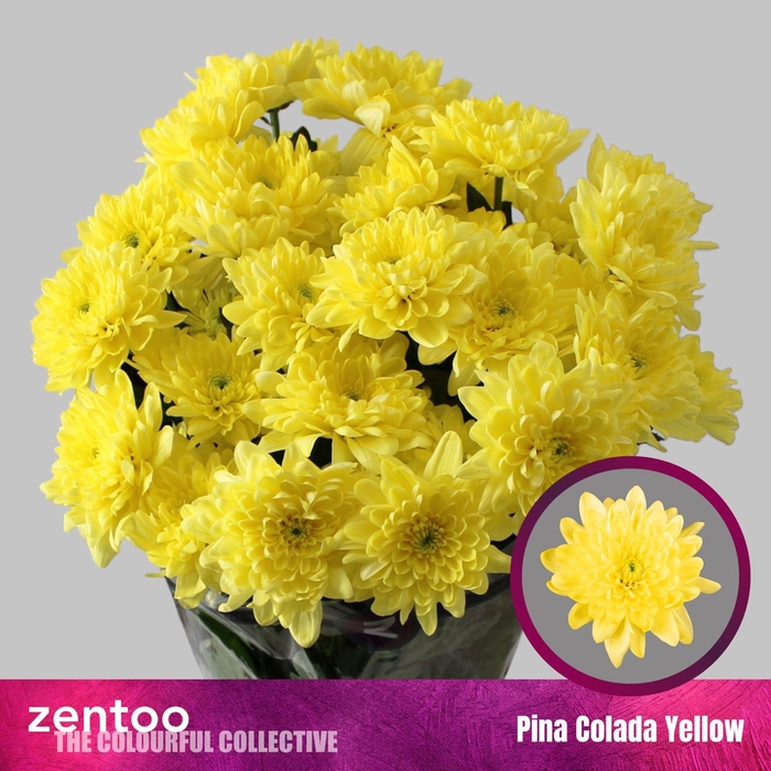 <h4>Chr tr Pina Colada Yellow</h4>