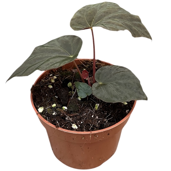 <h4>Begonia Pavonina</h4>