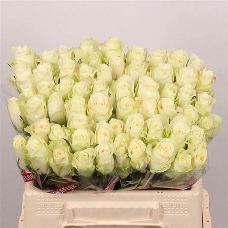 <h4>R Gr Athena</h4>