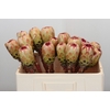 Protea Grandicolor