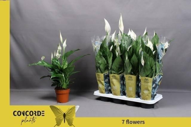 <h4>SPATH SWEET RICARDO</h4>