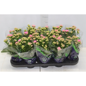 KALANCHOE DOBRADO P11 ROSA