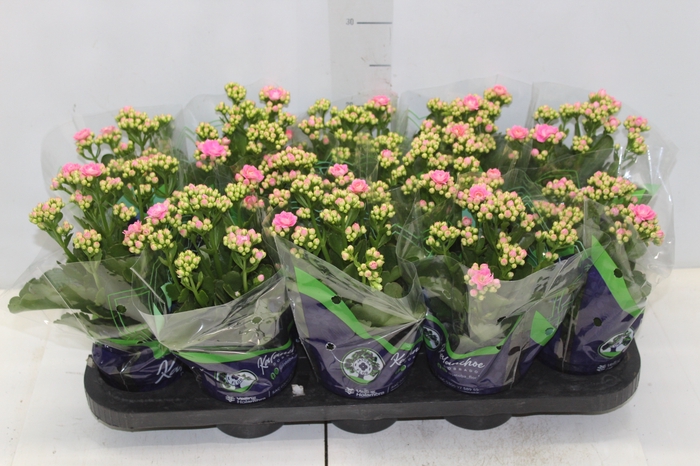 <h4>KALANCHOE DOBRADO P11 ROSA</h4>