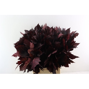 Quercus Rubra Red Opgetrokken