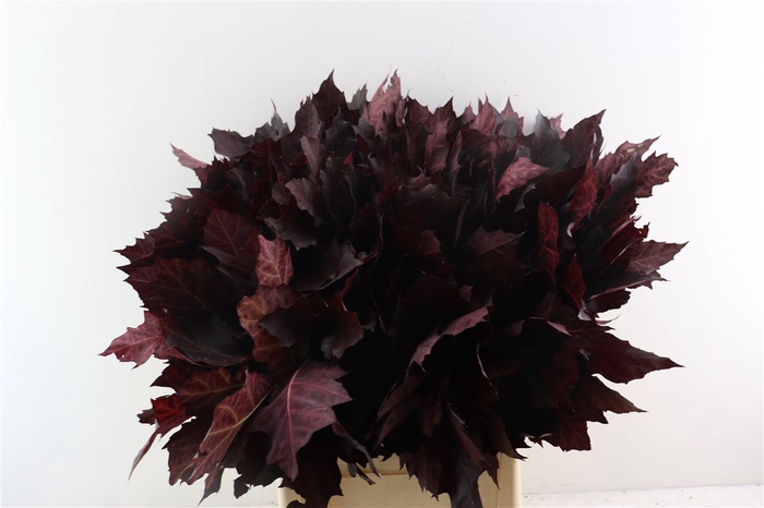 <h4>Quercus Rubra Red Opgetrokken</h4>