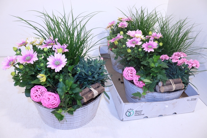 <h4>ARR TUINPLANTEN</h4>