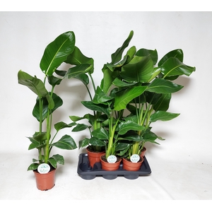 STRELITZIA NICOLAI
