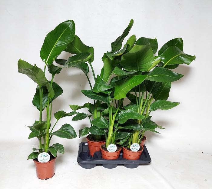 <h4>STRELITZIA NICOLAI</h4>
