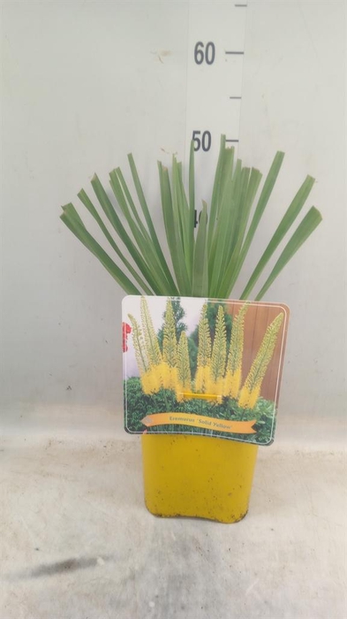 <h4>Eremurus   ...</h4>