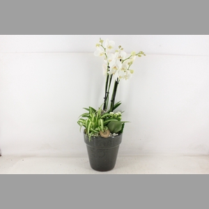 arr2 PL - Ker. pot glazed grey Phal.