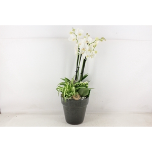 arr2 PL - Ker. pot glazed grey Phal.