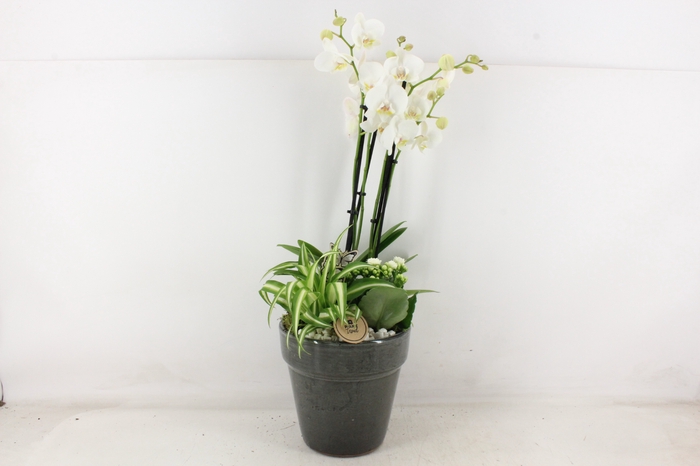<h4>arr2 PL - Ker. pot glazed grey Phal.</h4>