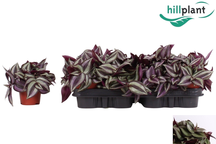 <h4>TRAD ZE VIOLET HILL</h4>
