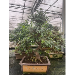 Zelkova parvifolia, 40 cm., shape, without drip tray