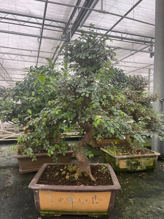 <h4>Zelkova parvifolia, 40 cm., shape, without drip tray</h4>