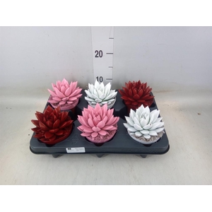 Echeveria  'Miranda'