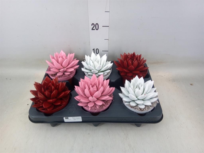 <h4>Echeveria  'Miranda'</h4>