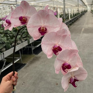 Phal Coloured Red Pink