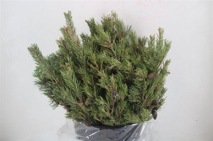 <h4>Pinus Mugo P Bunch</h4>