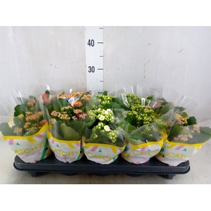 Kalanchoe blos.   ..rosebud mix  5