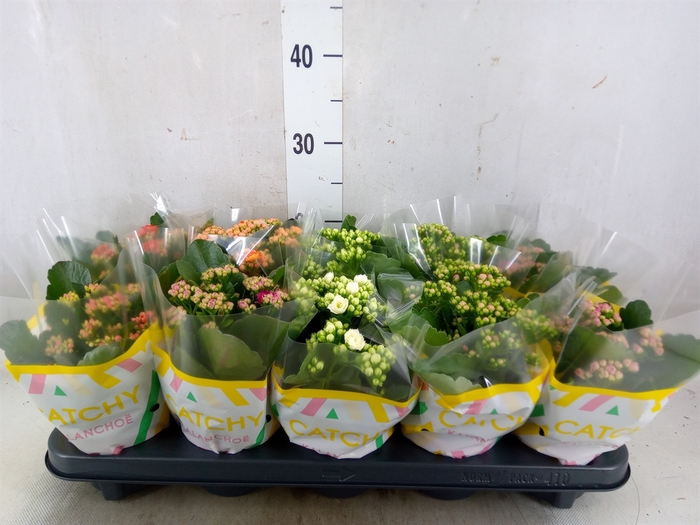<h4>Kalanchoe blos.   ..rosebud mix  5</h4>